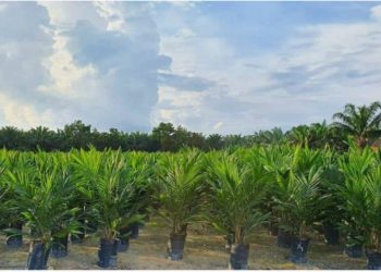 Akhir Tahun 2025 Pemkab Batanghari Akan Salurkan Bantuan Bibit Sawit Subsidi