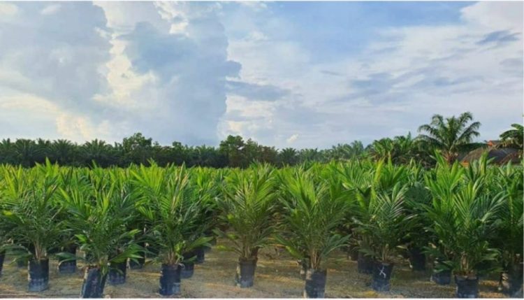 Akhir Tahun 2025 Pemkab Batanghari Akan Salurkan Bantuan Bibit Sawit Subsidi